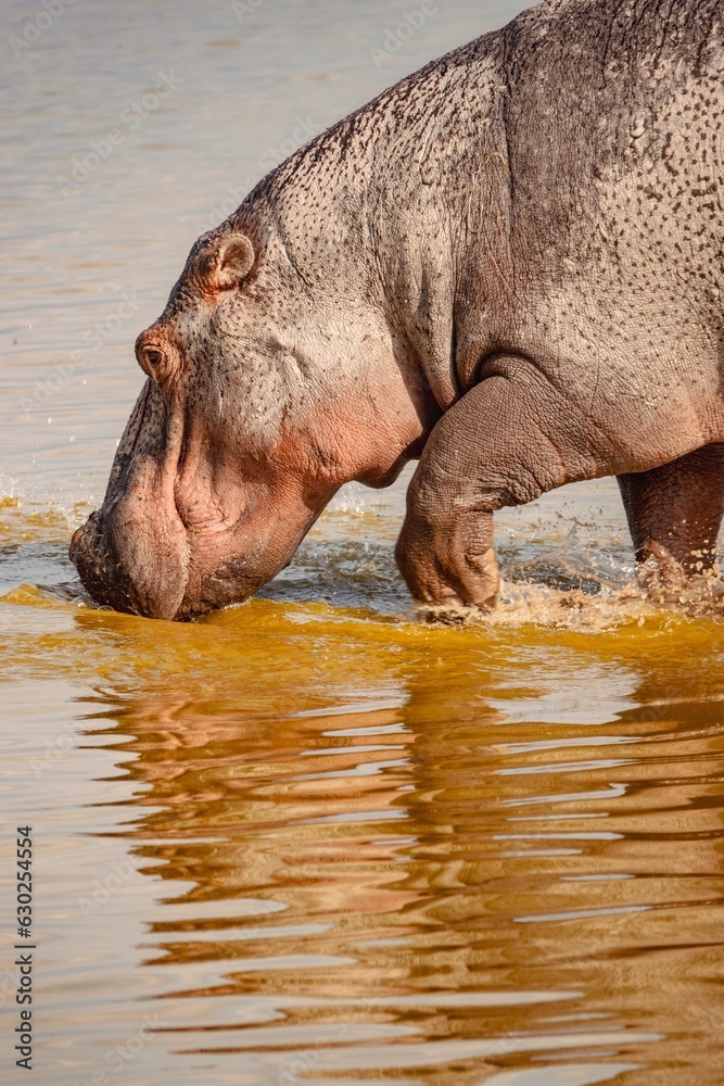 Portrait of a lone hippopotamus with reflection walking in shallow water at Enkongo Narok Swamp at Amboseli National Park in Kenya Portrait of a lone hippopotamus with reflection walking in shallow water at Enkongo Narok Swamp at Amboseli National Park in Kenya