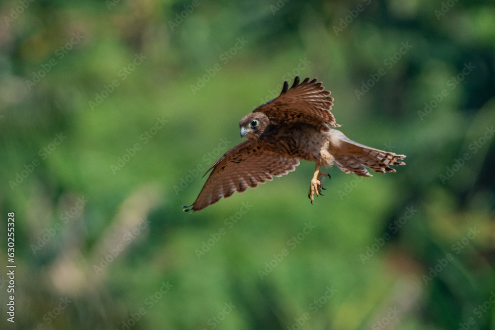 Obraz premium A spotted kestrel or moluccan kestrel falco moluccensis in flight, natural bokeh background 