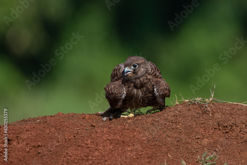 A spotted kestrel or moluccan kestrel falco moluccensis screeching on a red soil, natural bokeh background  photo