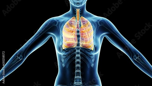 Animation of a woman's lower airway during respiration