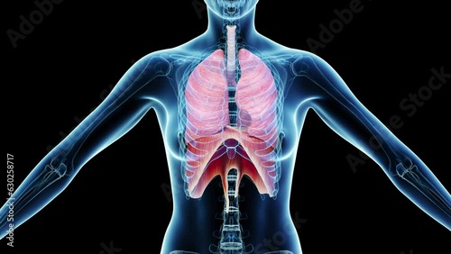 Animation of a woman's lungs and diaphragm during breathing