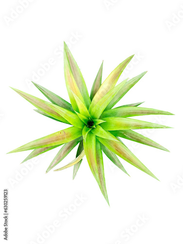 pineapple green small tree It's a PNG file with a transparent background.