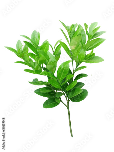 green leaves and lemon tree  It's a PNG file with a transparent background.