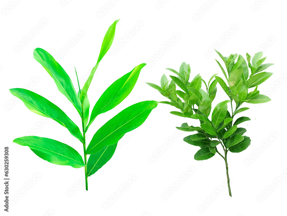 Fototapeta premium Galangal tree and leaf Galangal green It's a PNG file with a transparent background.