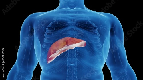 Animation of a man's liver photo