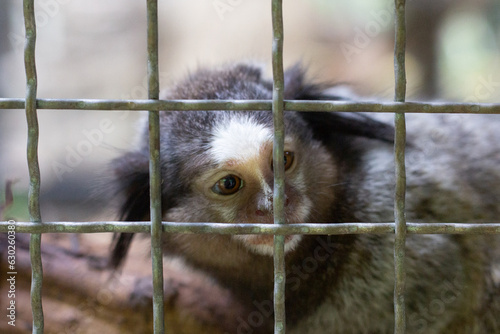 Marmosets in the zoo convey a call to animal protection. © TeacherX555