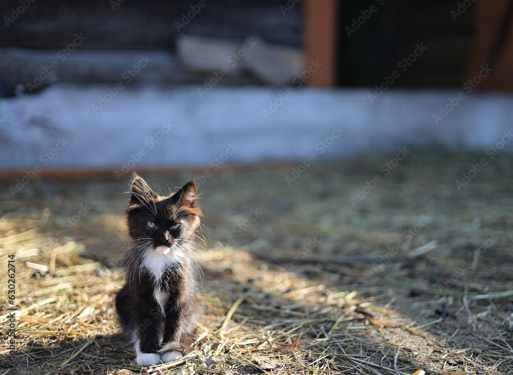 Fototapeta premium cat on the roof