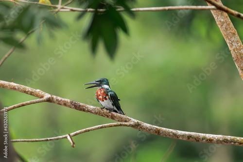 Amazon Kingfisher, Chloroceryle amazona, portrait of green and orange bird in Costa Rica. Kingfisher in the nature habitat in Costa Rica. photo