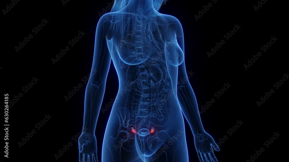Animation of a woman's ovaries Animation of a woman's ovaries