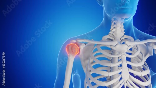 Animation of the bones of the shoulder photo