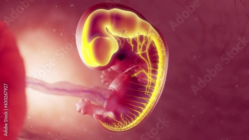Animation of an embryo's nervous system at 8 weeks old