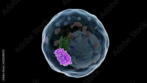 Animation of the human cell's golgi apparatus photo