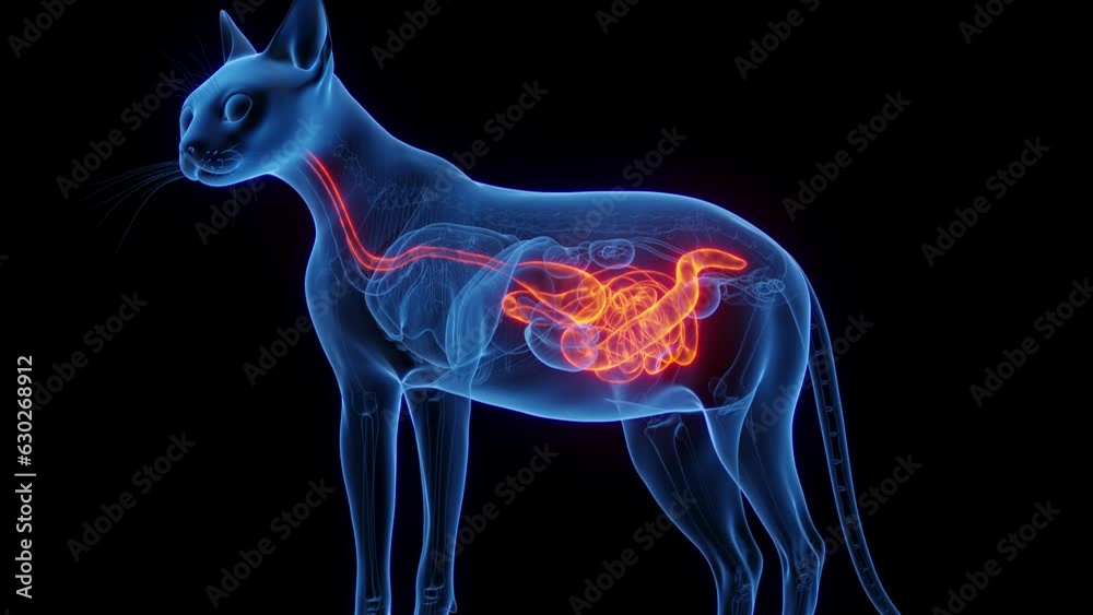 Animation of the digestive system of a cat Animation of the digestive system of a cat