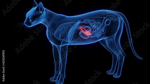 Animation of a cat's pancreas photo