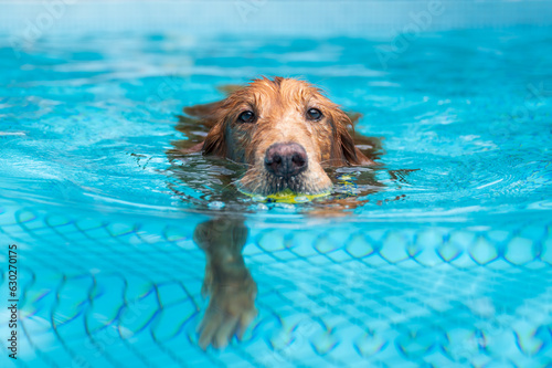 Golden Retriever Playing in the Pool