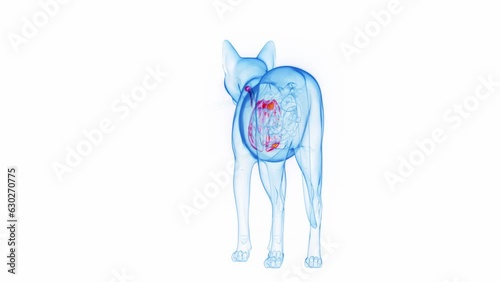 Animation of a cat's lower airway