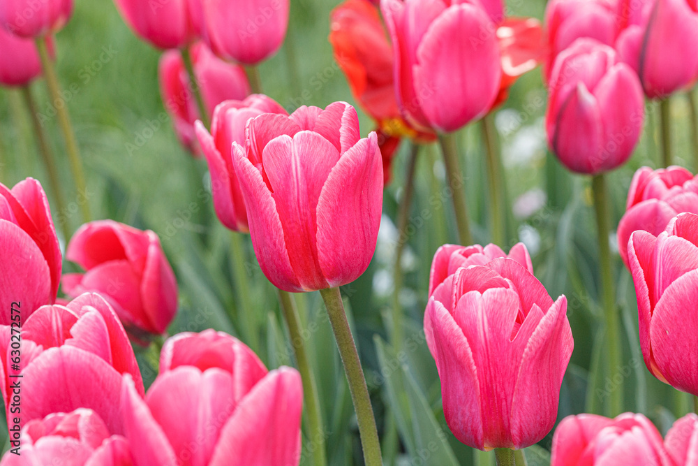 tulip bloom, beautiful field of tulips