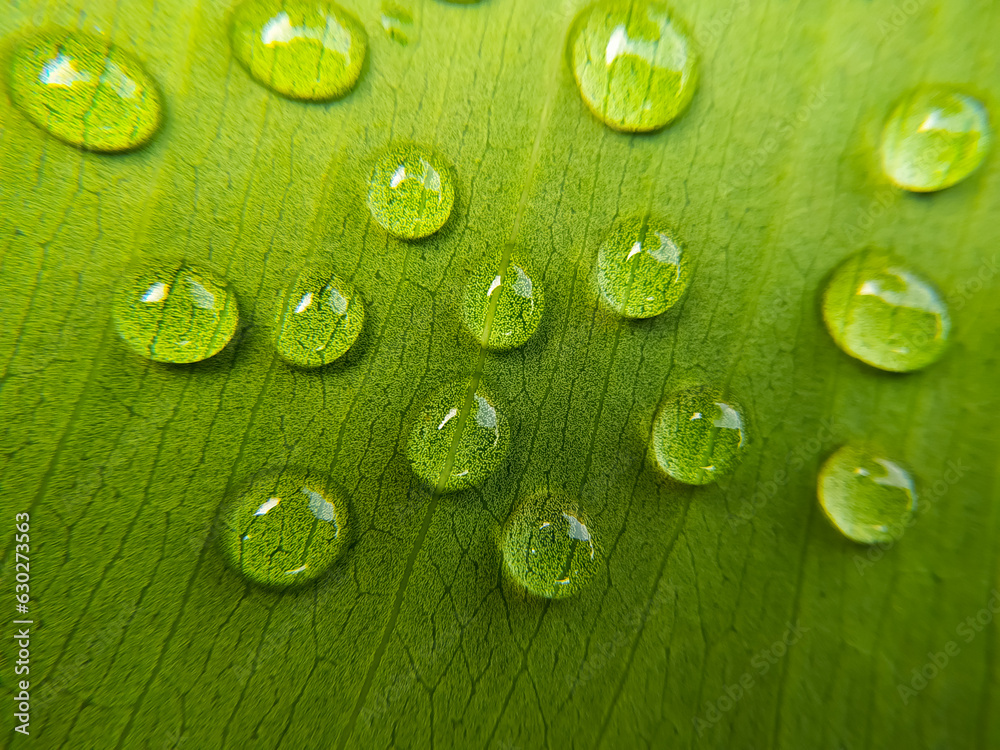Beautiful water droplets on green leaf macro close up. Natural background. Macro Photography