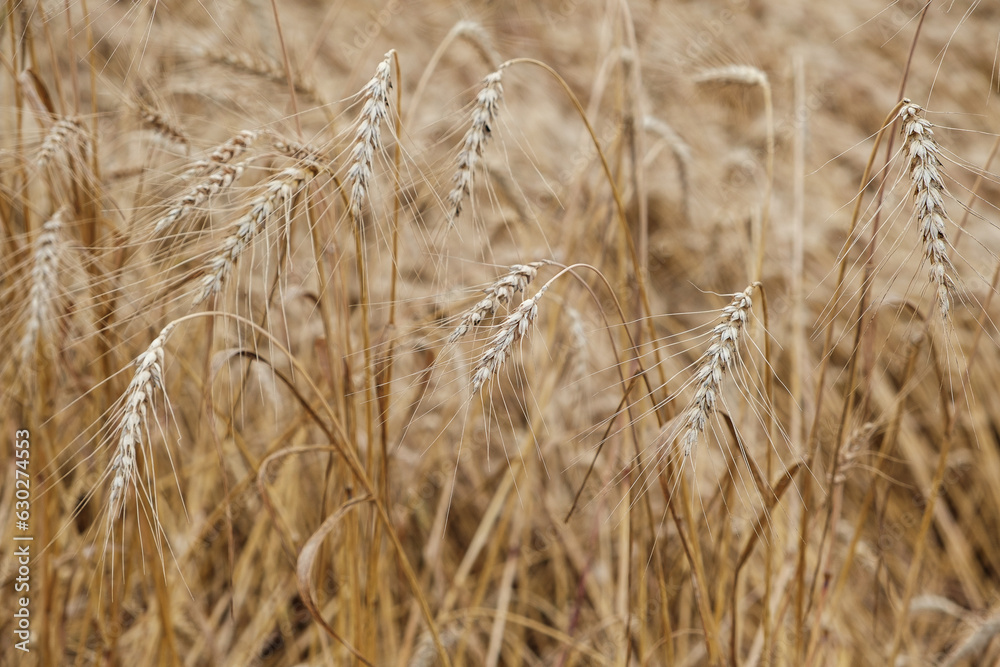 Fototapeta premium Rural landscape of a ripening harvest, Ripe wheat background close up