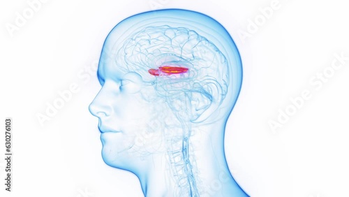 Animation of a man's medial globus pallidus photo