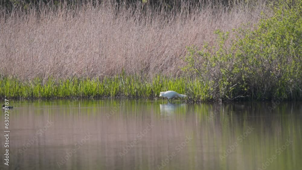 Eurasian Spoonbill grazing in reeds on river shore, duck floating by. Eurasian Spoonbill grazing in reeds on river shore, duck floating by.