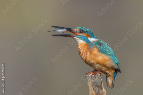 Kingfisher on a branch. (Common Kingfisher - Alcedo atthis) photo