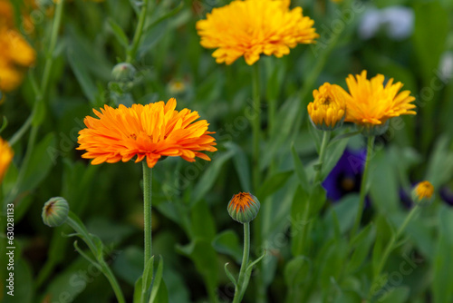 Bright yellow calendula grows in a meadow against a background of green grass