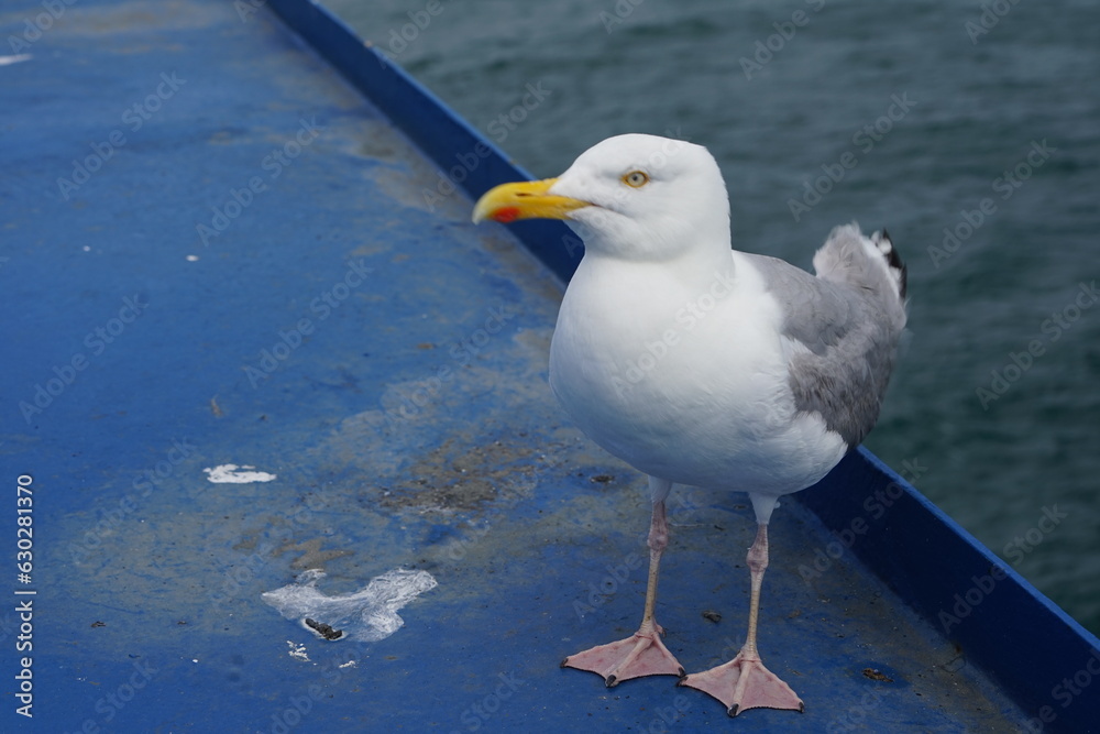 Obraz premium Möwe auf einem schiff als blider Passagier