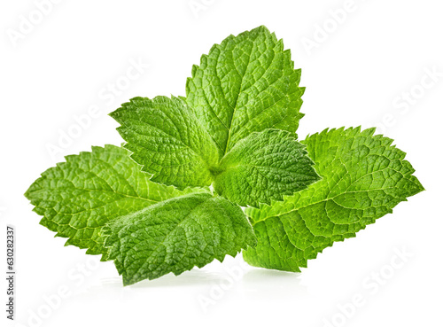 Fresh Green Mint leaves, organic herb and spice. Organic mint leaf. Natural gardening and farming and horticulture. Green refreshing mint leaves for cooking. Isolated on white background