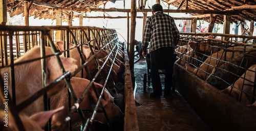 Pig farming. The farmer is feeding the pigs or cleans the pig farm. Back view of a farmer feeding Livestock on a dirty farm © NARONG