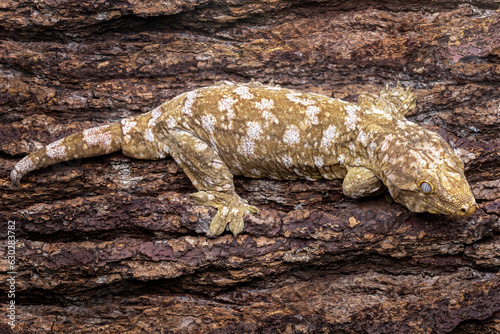Leachie (Rhacodactylus leachianus) is the largest living species of gecko and native to New Caledonia.