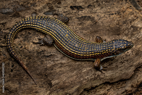 The Sudan Plated Lizard (Broadleysaurus major) also known as the Western Plated Lizard is diurnal African Lizard.