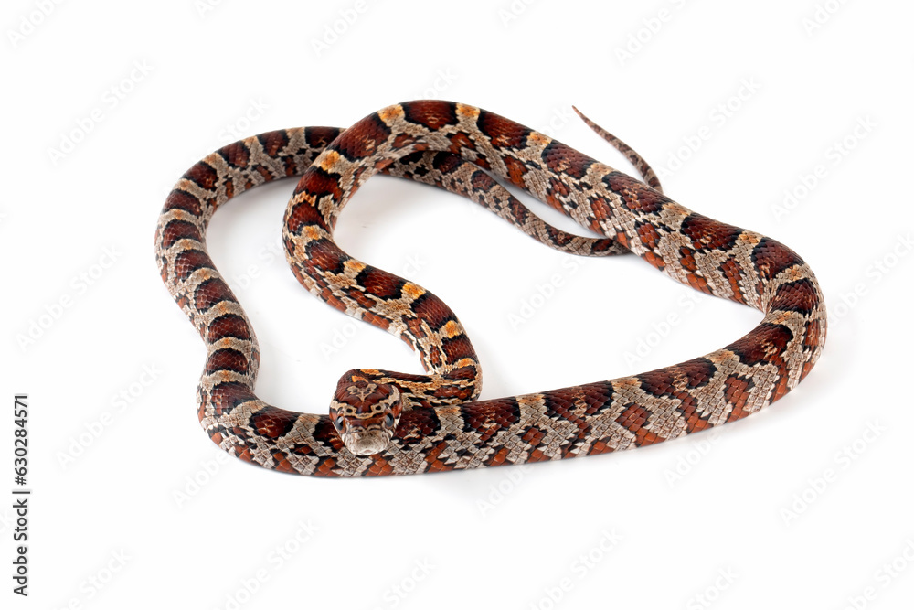 The Corn Snake (Pantherophis guttatus) is a species of North American rat snake. The Corn Snake (Pantherophis guttatus) is a species of North American rat snake.