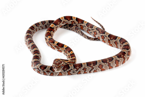 The Corn Snake (Pantherophis guttatus) is a species of North American rat snake.