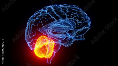 Animation of the cerebellum photo