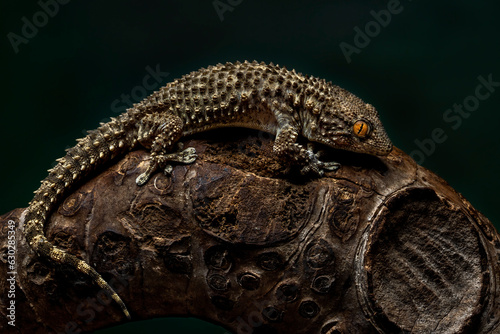 Crocodile Gecko (Tarentola mauritanica) is a robust gecko. It gets its name from its flat head and slightly elongated snout which resembles a crocodile. photo