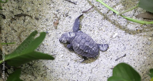 Newborn loggerhead sea turtle on Kurio beach Yakushima Japan