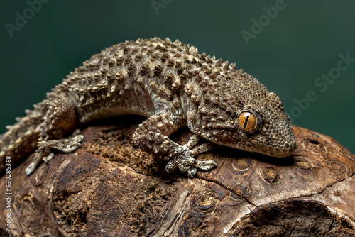 Crocodile Gecko (Tarentola mauritanica) is a robust gecko. It gets its name from its flat head and slightly elongated snout which resembles a crocodile.