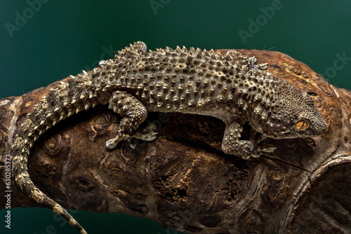 Crocodile Gecko (Tarentola mauritanica) is a robust gecko. It gets its name from its flat head and slightly elongated snout which resembles a crocodile. photo