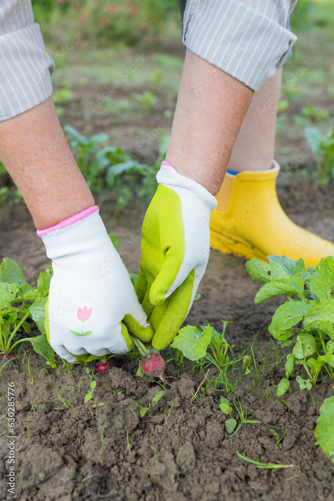 Fototapeta premium Farmers hands with freshly harvested radish on a background of planted radish. Shallow depth of field.