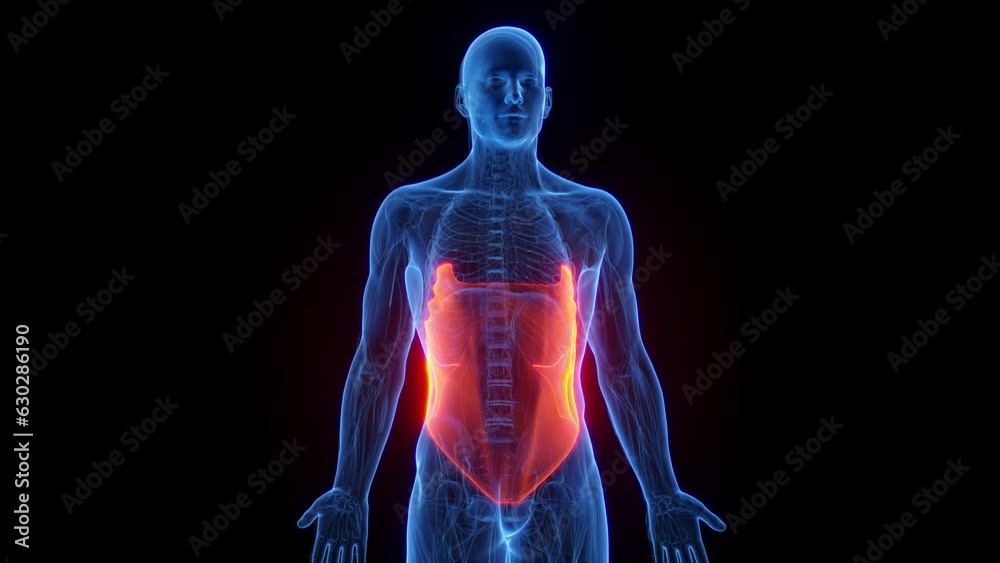 Animation of a man's external obliques Animation of a man's external obliques