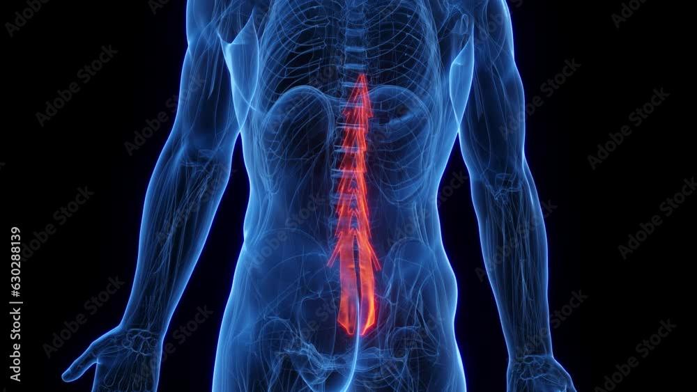 Animation of a man's multifidus Animation of a man's multifidus