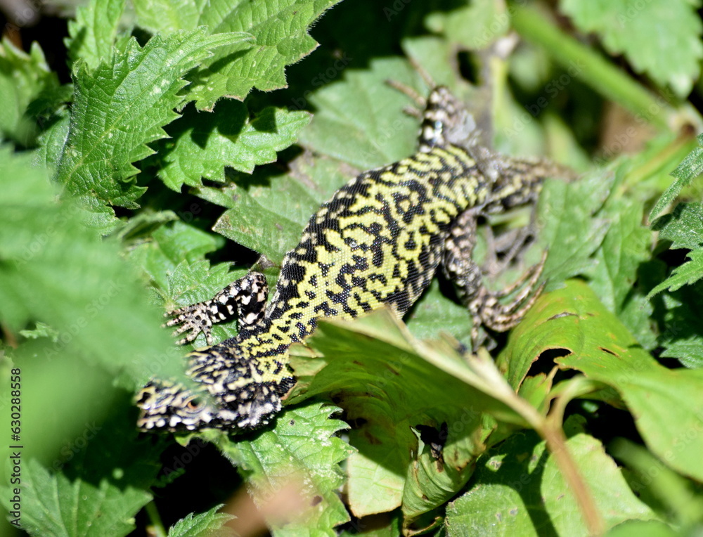 Fototapeta premium Italian wall lizard