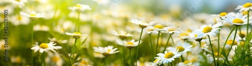 Chamomile flower for a banner. 