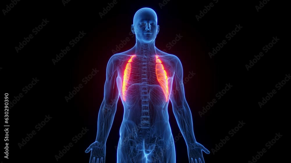 Animation of a man's serratus anterior Animation of a man's serratus anterior