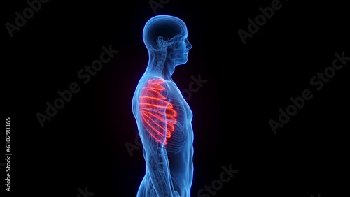 Animation of a man's serratus anterior