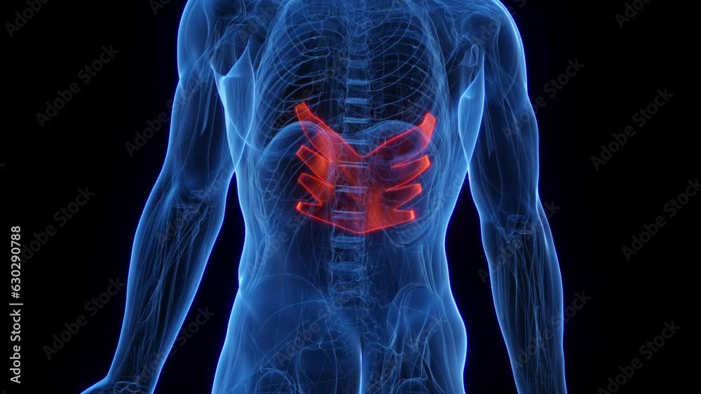 Animation of a man's serratus posterior inferior Animation of a man's serratus posterior inferior