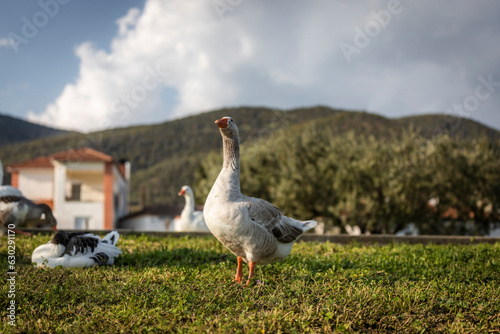 View of ducks along the Volvi Lake in Mikri Volvi small town, Central Macedonia, Greece. photo