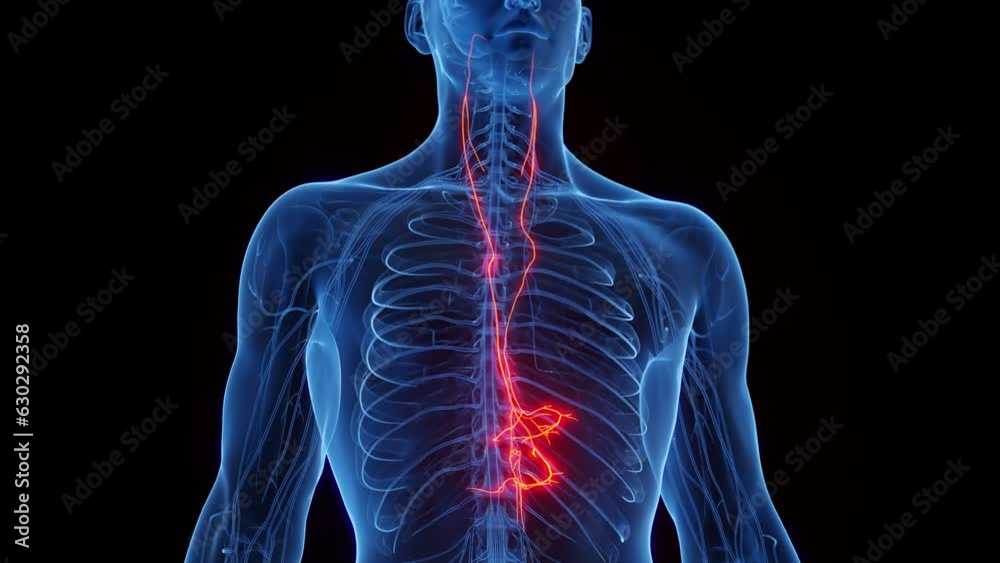 Animation of a man's vagus nerves
