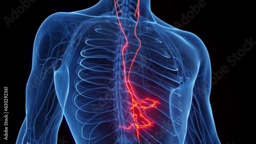 Animation of a man's vagus nerves photo